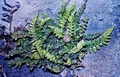 Asplenium-marinum-#03.jpg
