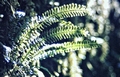 Asplenium-monanthes-#01.jpg