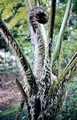 Cyathea-cooperii-#01.jpg