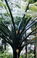 Cyathea-medullaris-#02.jpg