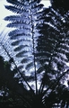 Cyathea-sp.#01.jpg