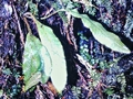 Elaphoglossum-semicylindricum-#01.jpg