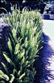 Nephrolepis-sp.-#01.jpg