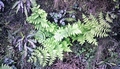 Osmunda-regalis-#01.jpg
