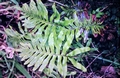 Polypodium-azoricum-#01.jpg