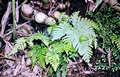 Pteris-multifida-#02.jpg