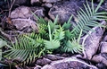 Pteris-vittata-#01.jpg
