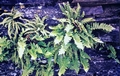 wall-ferns-#01.jpg