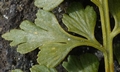 Asplenium aethiopicum SM09 #02.jpg