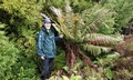 Bruce and Dicksonia antarctica SM10.jpg