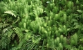 Equisetum telmateia SM07.jpg