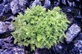 Cryptogramma crispa #02.jpg