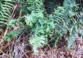 Dryopteris filix mas (Polydactyla group) #02.jpg