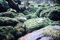 moss #01.jpg