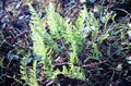 Polypodium sp. #01.jpg
