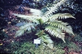 tree fern #01.jpg