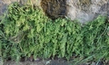 Adiantum capillus-veneris #A02.jpg