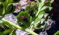 Asplenium billotii #E05.jpg