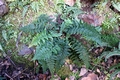 Asplenium billotii #E06.jpg