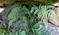 Asplenium onopteris #B05.jpg