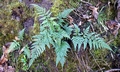 Asplenium onopteris #E01.jpg