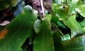 Asplenium scolopendrium #B02.jpg