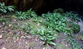 Asplenium scolopendrium #B04.jpg