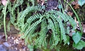 Asplenium trichomanes #B01.jpg