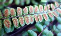 Asplenium trichomanes #B03.jpg