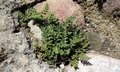 Cheilanthes acrostica #A01.jpg