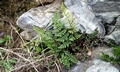 Cheilanthes acrostica #F01.jpg