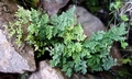Cheilanthes tinaei #E01.jpg
