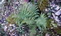 Dryopteris pallida #A01.jpg