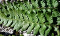 Dryopteris pallida #A06.jpg