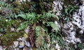 Ferns #A01.jpg