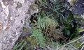 Ferns #C01.jpg