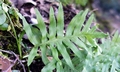 Polypodium cambricum #A01.jpg