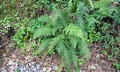 Polystichum setiferum #F04.jpg