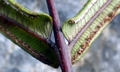 Pteris vittata #F03.jpg