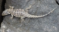 lizard F10.jpg