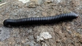 millipede F3.jpg