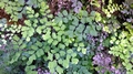 Adiantum capillus-veneris E1.jpg