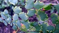 Adiantum poiretii G2.jpg