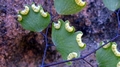 Adiantum poiretii var. sulphureum  D1.jpg