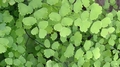 Adiantum poiretii var. sulphureum  D2.jpg