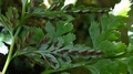 Asplenium adiantum-nigrum var adiantum-nigrum E2.jpg