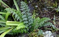Asplenium aethiopicum A1.jpg