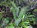 Asplenium aethiopicum A3.jpg