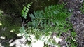 Asplenium aethiopicum var. aethiopicum E1.jpg