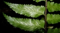 Asplenium boltonii A4.jpg